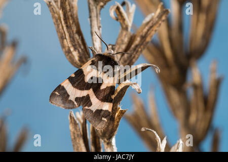 Labkrautbär, Waldmeisterbär, Labkraut-Bär, Waldmeister-Bär, Watsonarctia deserta, Eucharia deserta, Watsonarctia casta, Watsonarctia callesi, Arctia c Stock Photo