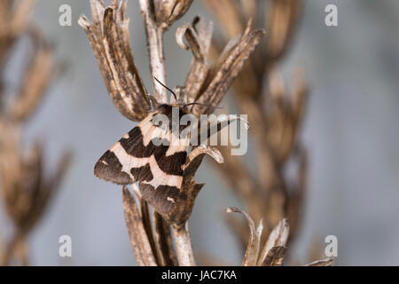 Labkrautbär, Waldmeisterbär, Labkraut-Bär, Waldmeister-Bär, Watsonarctia deserta, Eucharia deserta, Watsonarctia casta, Watsonarctia callesi, Arctia c Stock Photo