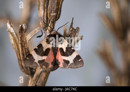 Labkrautbär, Waldmeisterbär, Labkraut-Bär, Waldmeister-Bär, Watsonarctia deserta, Eucharia deserta, Watsonarctia casta, Watsonarctia callesi, Arctia c Stock Photo