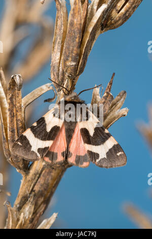 Labkrautbär, Waldmeisterbär, Labkraut-Bär, Waldmeister-Bär, Watsonarctia deserta, Eucharia deserta, Watsonarctia casta, Watsonarctia callesi, Arctia c Stock Photo