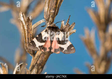 Labkrautbär, Waldmeisterbär, Labkraut-Bär, Waldmeister-Bär, Watsonarctia deserta, Eucharia deserta, Watsonarctia casta, Watsonarctia callesi, Arctia c Stock Photo