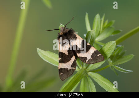 Labkrautbär, Waldmeisterbär, Labkraut-Bär, Waldmeister-Bär, Watsonarctia deserta, Eucharia deserta, Watsonarctia casta, Watsonarctia callesi, Arctia c Stock Photo