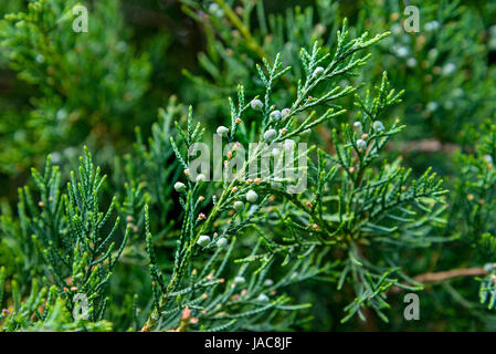 The juniper berries are photographed on branch Stock Photo