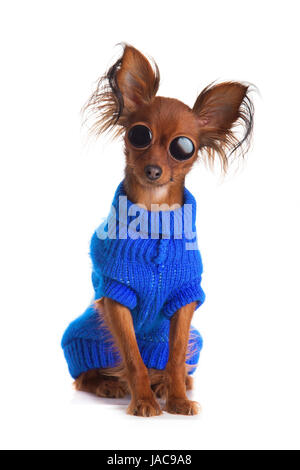 Toy terrier. Russian toy terrier on a white background. Funny little dog Stock Photo