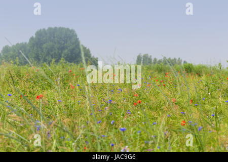 Blumenwiese mit Mohn, Kornblumen und Wicken Stock Photo