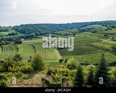 The vineyard of a winegrower in Lower Austria, Der Weingarten eines Winzers in Niederösterreich Stock Photo