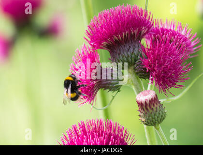 Bombus terrestris - buff tailed bumblebee - on cirsium rivulare atropurpureum deep pink flower Stock Photo
