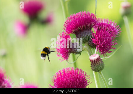 Cirsium rivulare atropurpureum  with flying Bombus terrestris bumblebee Stock Photo