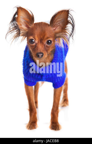 Toy terrier. Russian toy terrier on a white background. Funny little dog Stock Photo