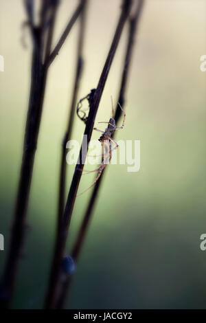Herbstspinne - Metellina an einer Pflanze kletternd - in einer Makroaufnahme Stock Photo