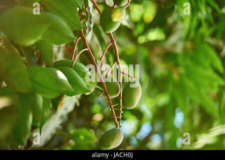 Mango tree branch on sunny light background. Green mango fruits hanging on tree Stock Photo