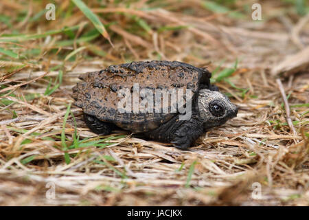 Baby Common Snapping Turtle (Chelydra serpentina) Stock Photo