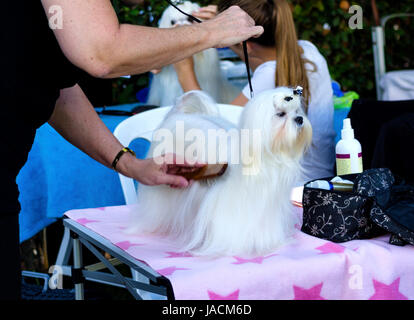 A small beautiful and adorable white maltese dog being groomed by a professional groomer untangling its coat and making it smooth and silky.