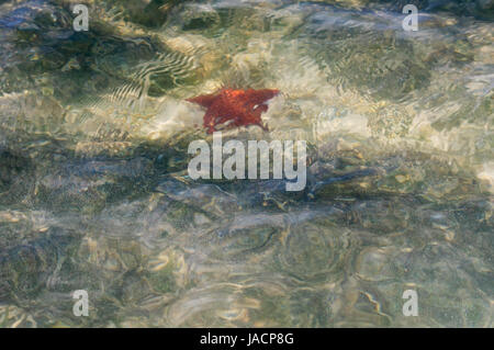Starfish from Saona Island floating in crystal clear water. Stock Photo