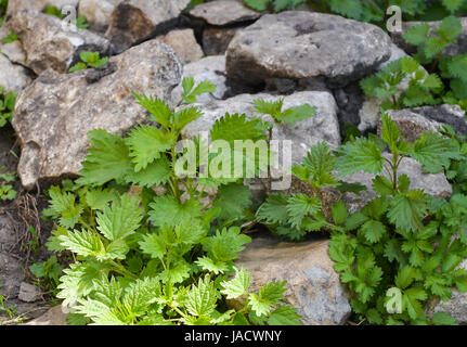 Pile of large stones on green grass Stock Photo