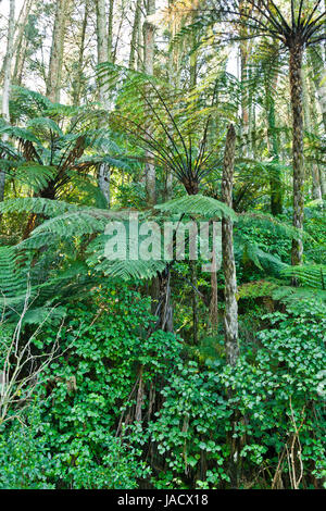 New Zealand Native Bush, trees and ferns Stock Photo