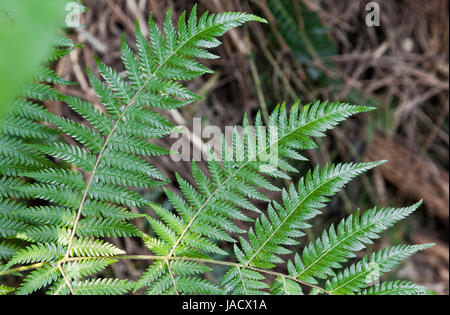 Fresh green New Zealand fern backgrounds Stock Photo