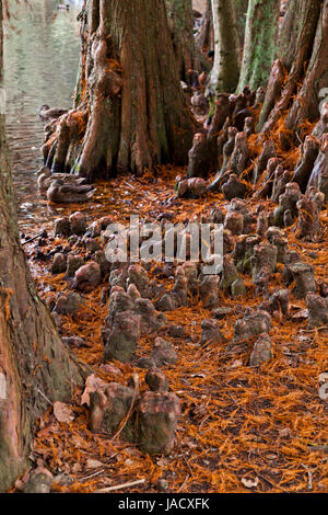 Swamp Cypress (Taxodium Distichum) knees formed next to a lake Stock Photo