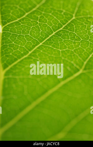 Fresh green leaf backgrounds. Shallow depth of field Stock Photo - Alamy