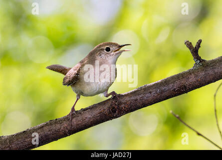 House wren (Troglodytes aedon) singing in the forest shrubs, Ames, Iowa, USA Stock Photo