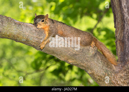 Fox squirrel (Sciurus nige) resting in shade on tree branch during a hot summer day, Ames, Iowa, USA Stock Photo