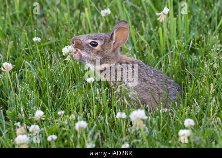 Young eastern cottontail (Sylvilagus floridanus) eating clover flowers at backyard, Ames, Iowa, USA Stock Photo