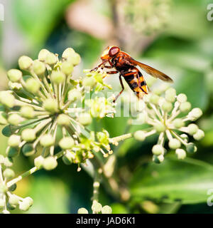 flower fly volucella inanis nectaring on green  blossoms of ivy plant in autumn day Stock Photo