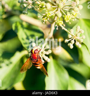 flower fly volucella inanis nectaring on green  blossoms of ivy plant in autumn day Stock Photo