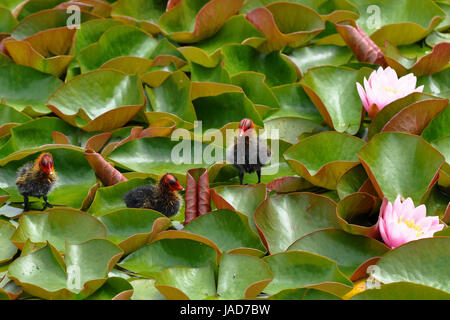 chick-chick on the water lily Stock Photo
