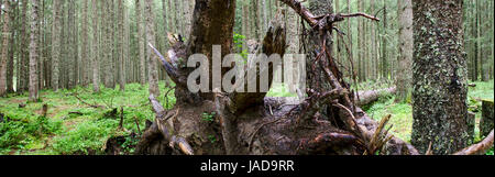 Nadelwald mit abgestorbenem Baum, Tirol, Österreich; forest with dead tree, Tyrol, Austria Stock Photo