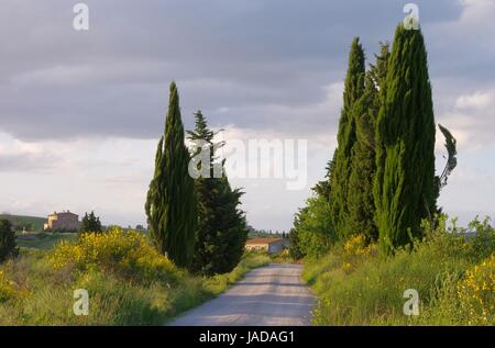 Toskana Zypressen mit Weg Tuscany cypress trees with track 10 Stock