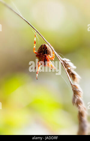 Gartenkreuzspinne - Araneus diadematus in einer Makroaufnahme Stock Photo