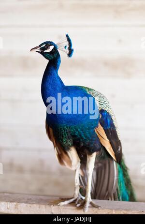 A peacock standing inside a barn.