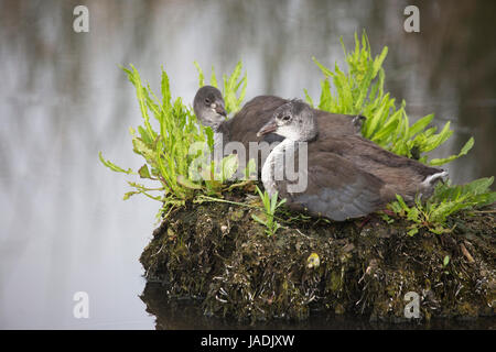 American Coot (Fulica americana) chicks perched on hummock in prairie slough at Frank Lake Conservation Area, Alberta, Canada Stock Photo