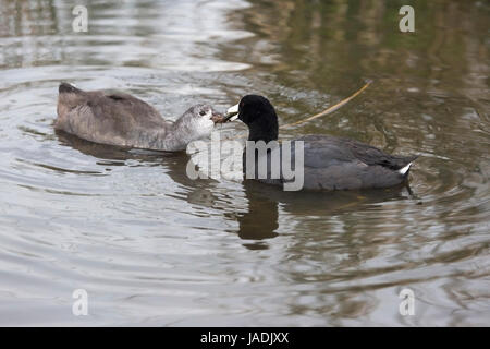 American Coot (Fulica americana) adult feeding chick in prairie slough at Frank Lake Conservation Area Stock Photo