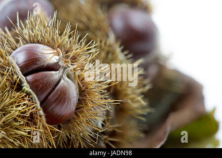 Reife Esskastanien, Nahaufnahme Stock Photo