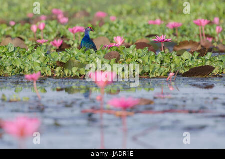 Purple Swamphen (Porphyrio porphyrio) hunting in a pool of pink lotus blossoms in the lake down the South of Thailand Stock Photo