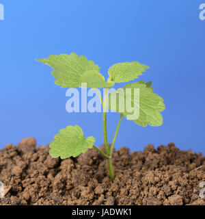 Eine junge Pflanze wächst aus der Erde im Garten vor blauem Himmel Stock Photo