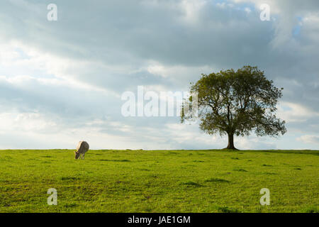 Cow and Tree Stock Photo