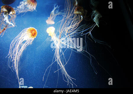 Some swimming Jelly fishes in deep, blue water. Stock Photo