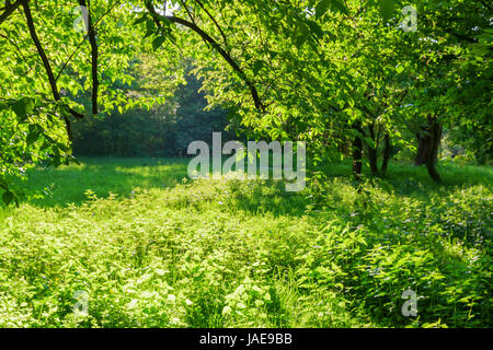 meadow with stinging nettle plants between trees Stock Photo