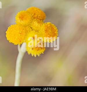 Australian Spring wildflowers Yellow Buttons Billy Buttons in flower Chrysocephalum apiculatum also known as Helichrysum ramosissimum Stock Photo