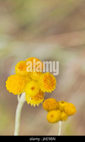 Australian Spring wildflowers Yellow Buttons Billy Buttons in flower Chrysocephalum apiculatum also known as Helichrysum ramosissimum Stock Photo