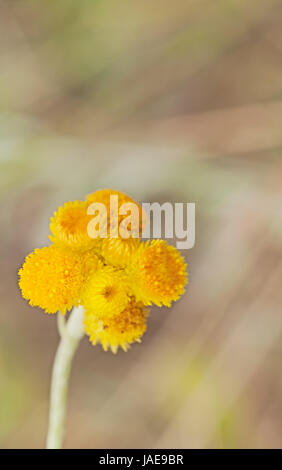 Australian Spring wildflowers Yellow Buttons Billy Buttons in flower Chrysocephalum apiculatum also known as Helichrysum ramosissimum Stock Photo