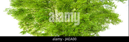 single big old beech tree at spring Stock Photo