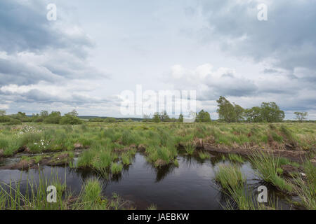 Hochmoor Hohes Venn mit Tümpeln und Wollgras in Belgien