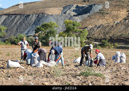 People picking potatoes in the fields, in Akhaltsikhe, Georgia. Stock Photo
