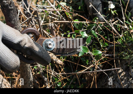 Hand in glove cutting plant with trimmer. Stock Photo
