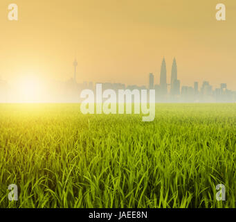 Sunrise on a paddy field at Kuala Selangor, Malaysia. The sun goes up ...