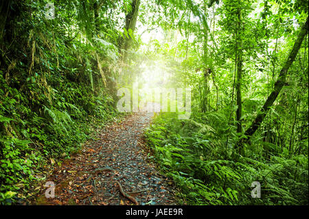 Leading foot path in tropical green forest.